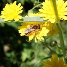 Native bees image