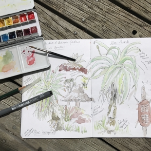 Nature Journaling - Let's Look at Grasses image