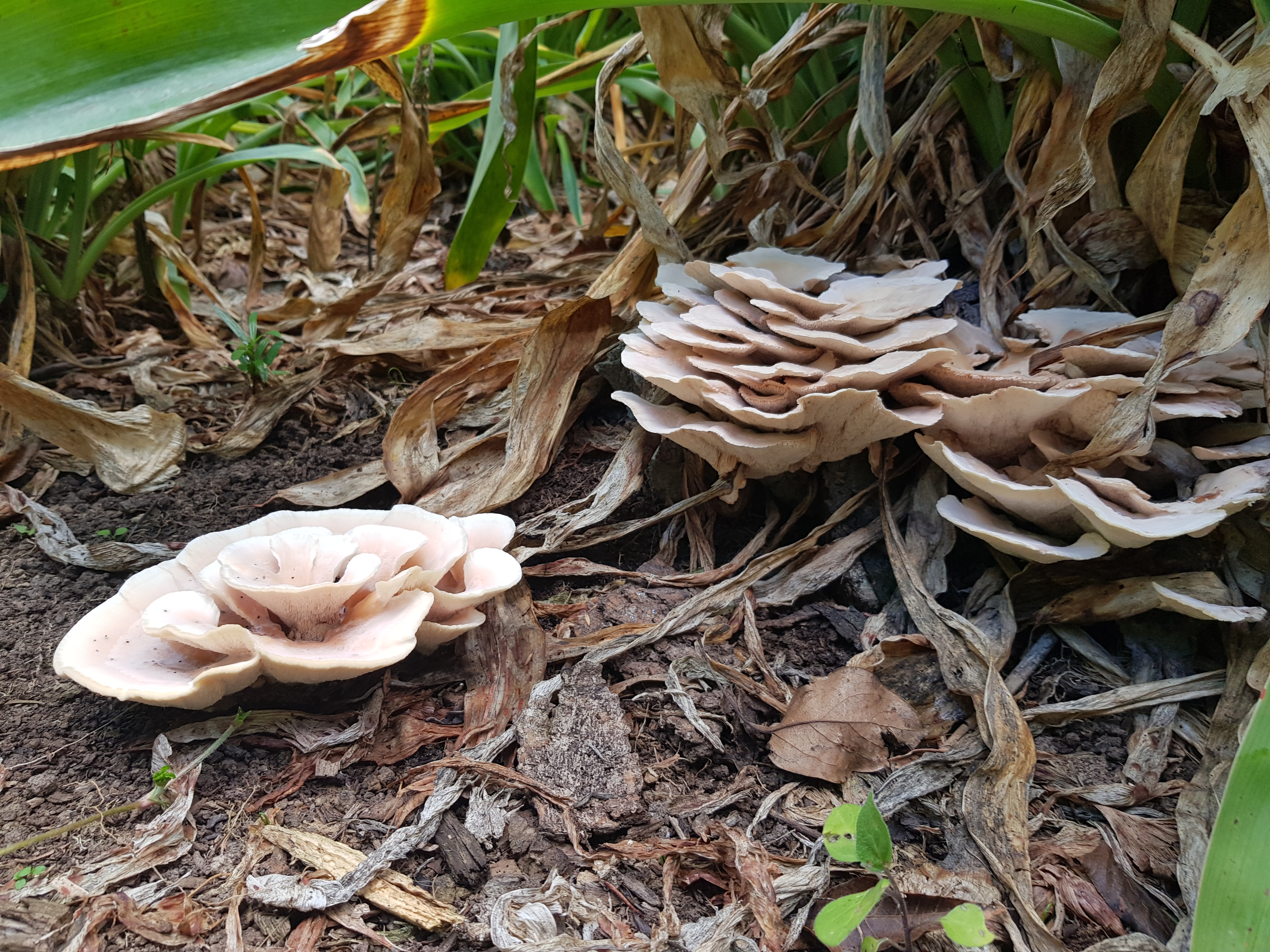 Mushroom & Fungi Walk image