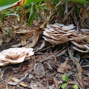 Mushroom & Fungi Walk image