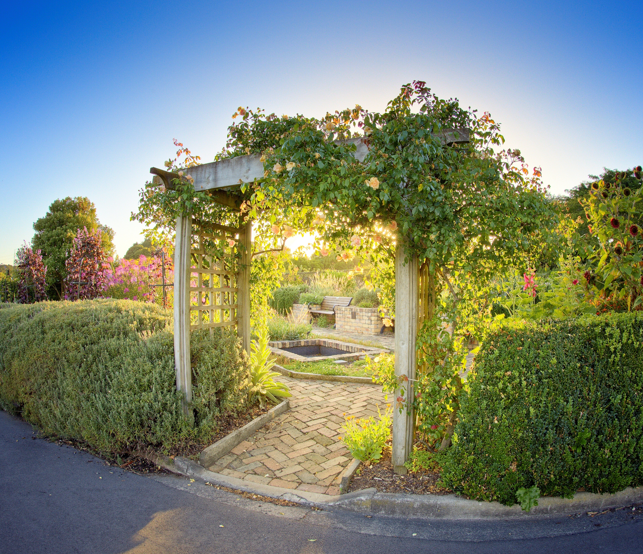 Herb garden in the summer