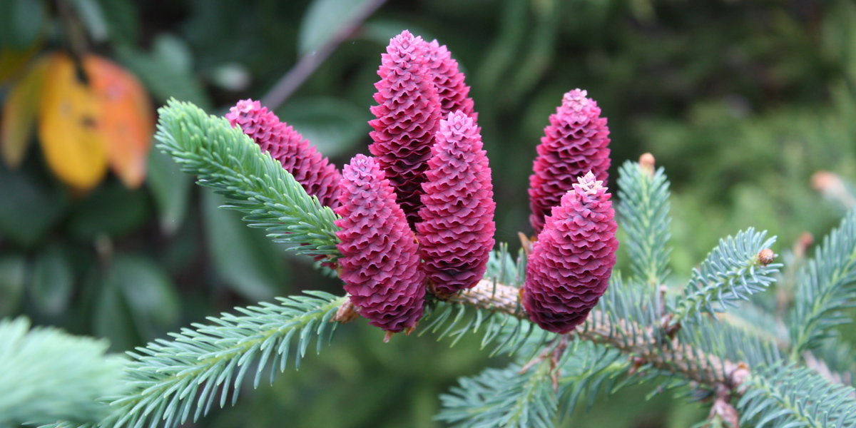 Striking pink cones beautifully contrast the green foliage of Picea likiangensis