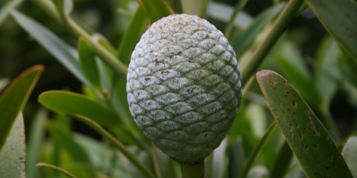 Agathis macrophylla cone