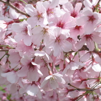 Spring Blossom Valleyimage
