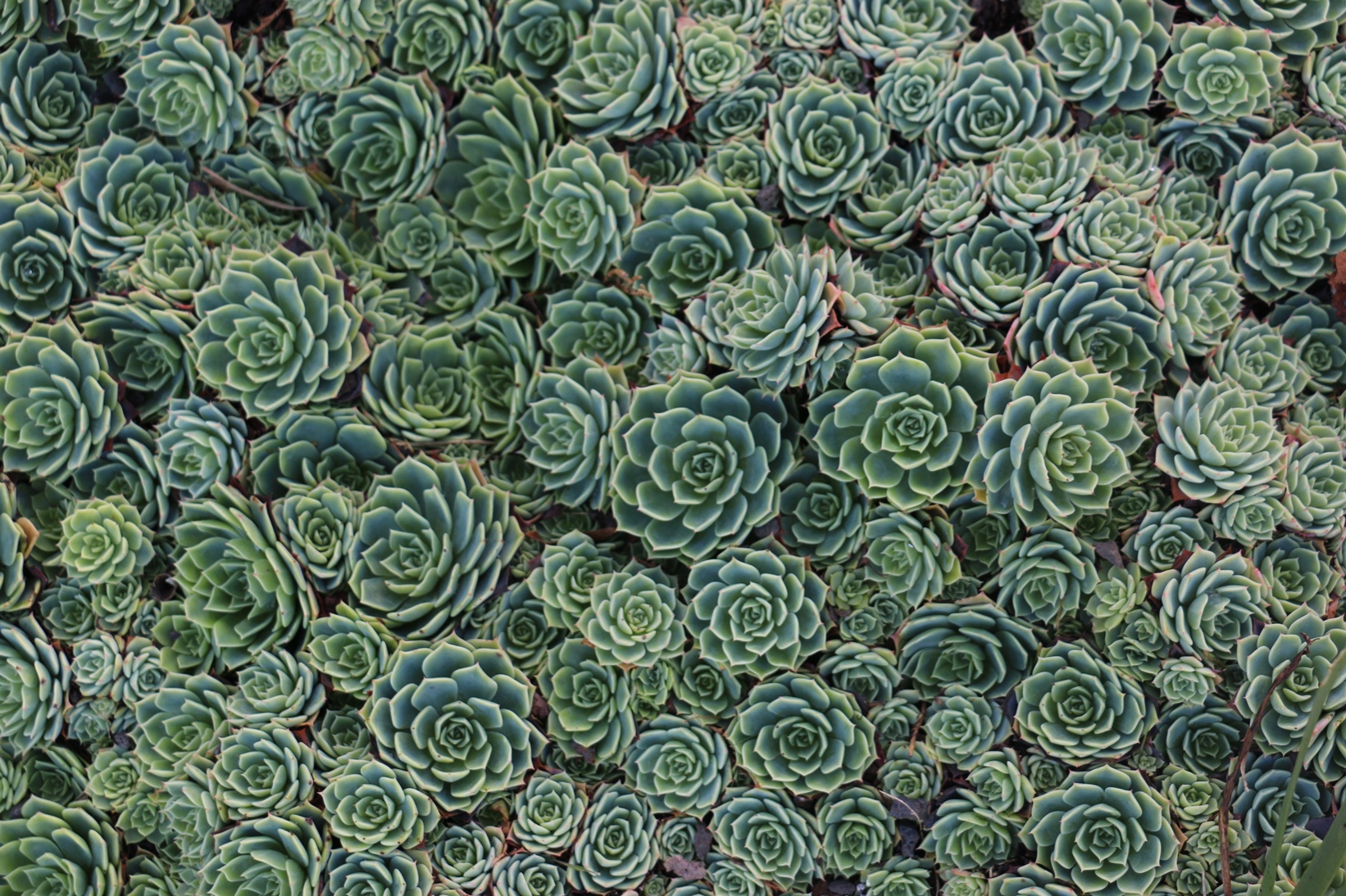 Echeveria secunda