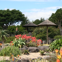 African Garden at Auckland Botanic Gardens