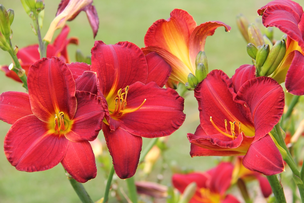 Daylily rust trial | Auckland Botanic Gardens