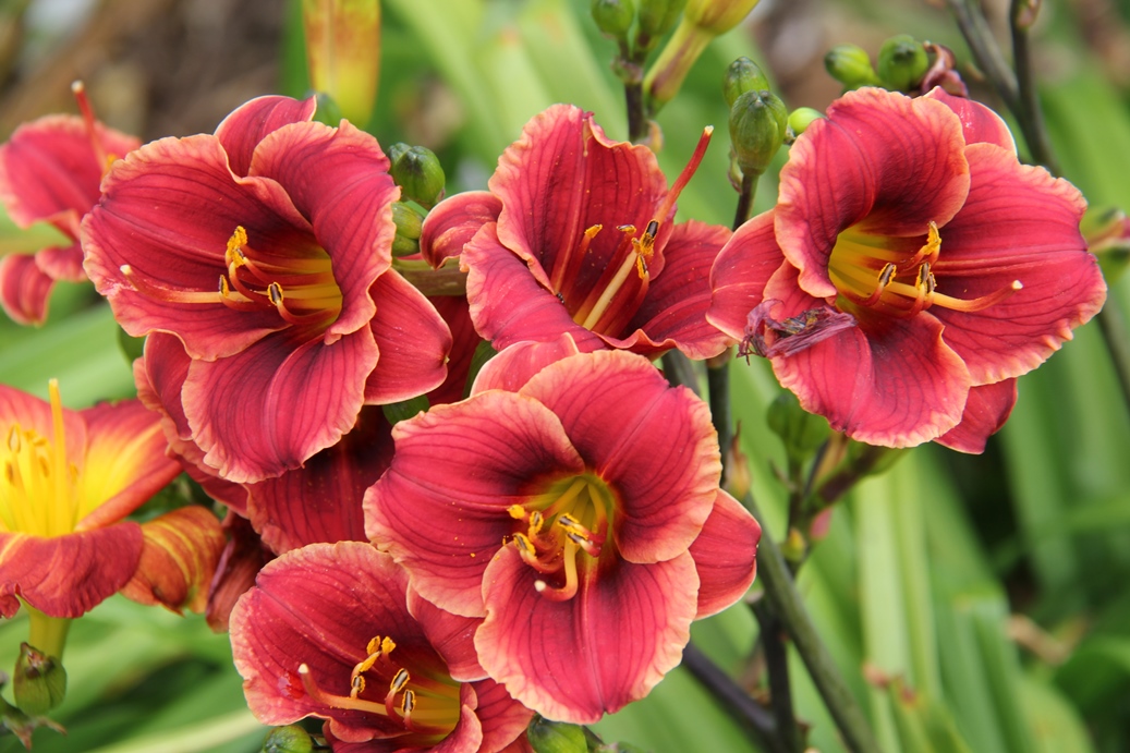 Daylily rust trial | Auckland Botanic Gardens