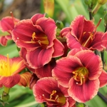 Daylily rust trial image