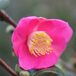 Camellia Koto No Kaori