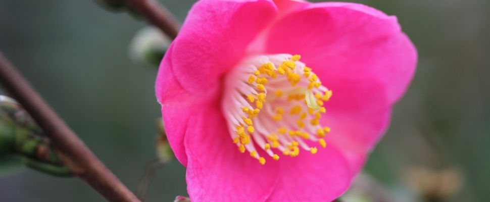 Camellia Koto No Kaori