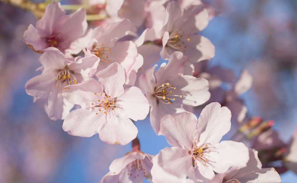 Prunus 'Awanui' - October