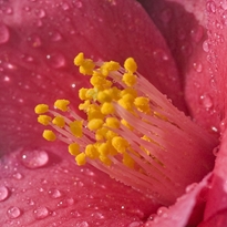 Camellia Garden image