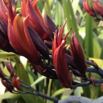 Harakeke collection paoa at the Auckland Botanic Gardens