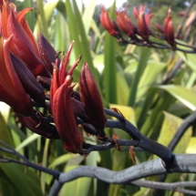 Harakeke collection paoa at the Auckland Botanic Gardens