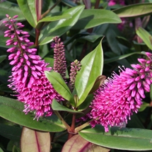 Native plant ideas Hebe 'Wiri Desire' at the Auckland Botanic Gardens