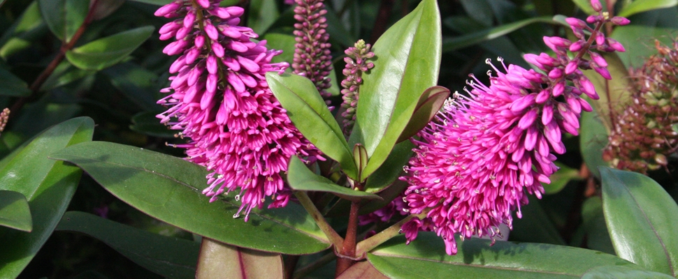 Native plant ideas Hebe 'Wiri Desire' at the Auckland Botanic Gardens