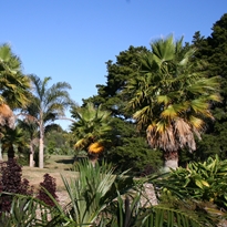 Palm Gardenimage