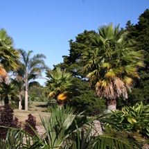 Palm Garden at the Auckland Botanic Gardens