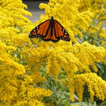 Perennials - Monarch butterfly on Goldenrod at the Auckland Botanic Gardens