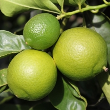 Orchard Citrus Lime Bearrs