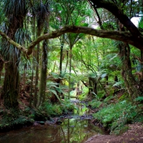 Native Forest image