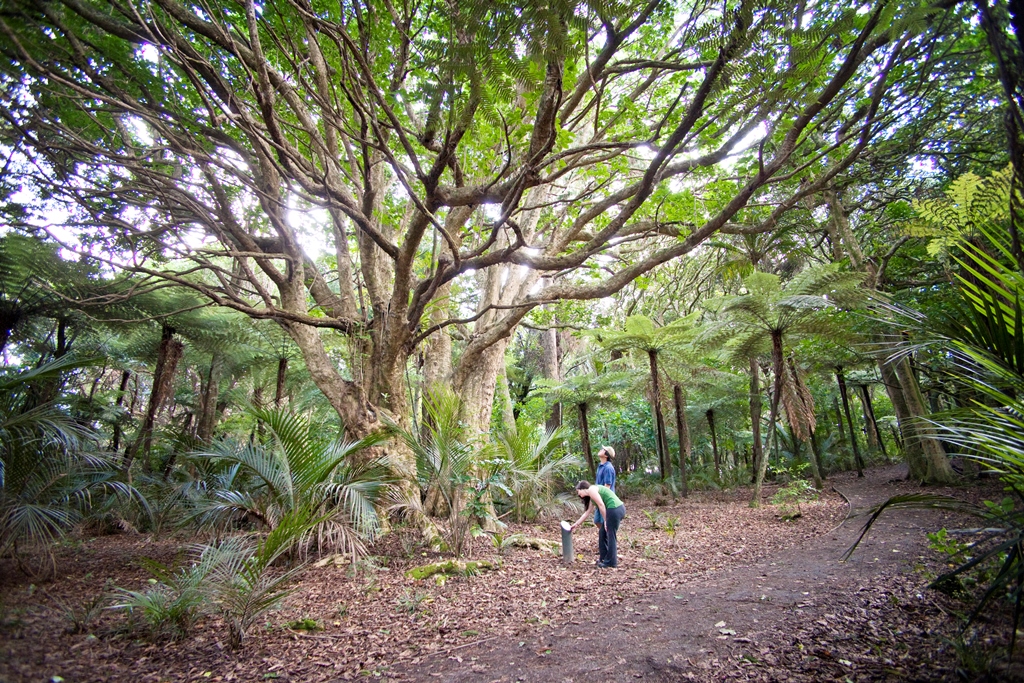 Our native forest