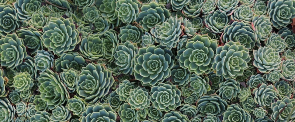 Echeveria secunda