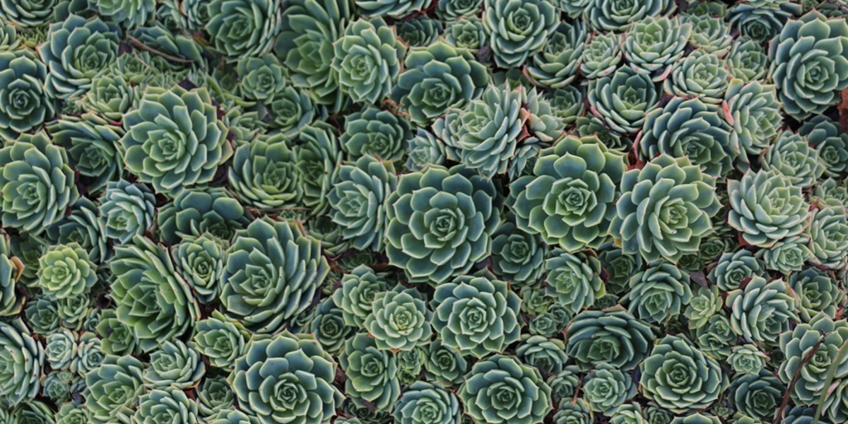 Echeveria secunda