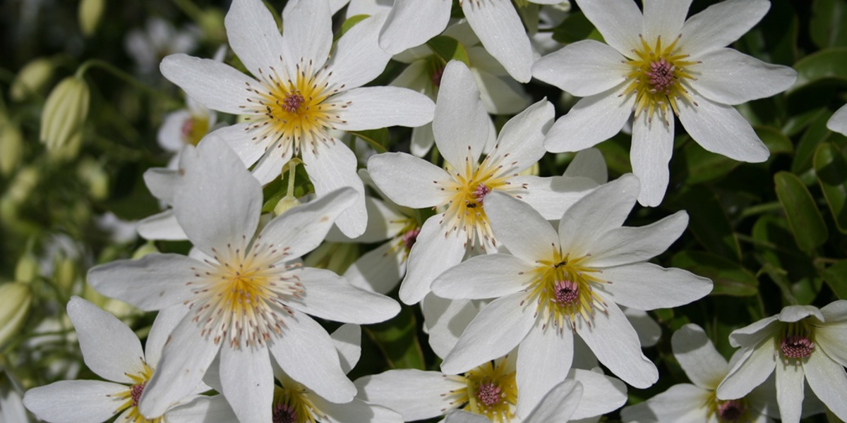 Clematis paniculata