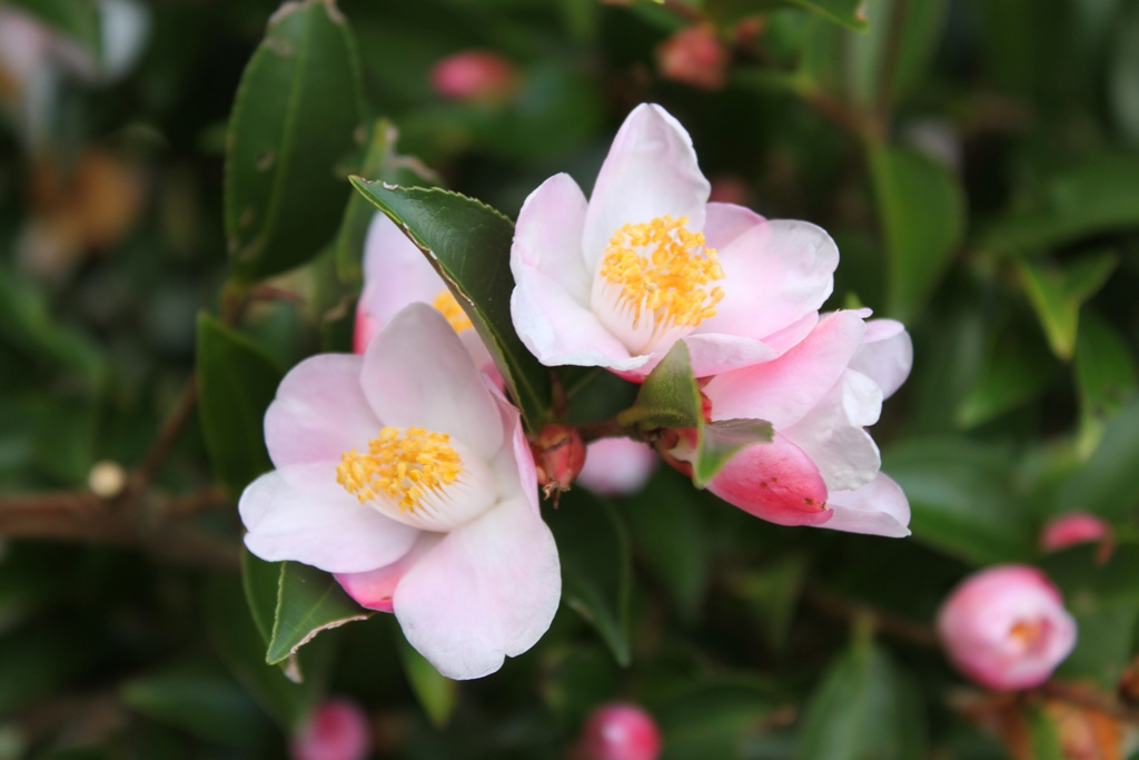 Camellia pitardii hybrid 'Festival of Lights'