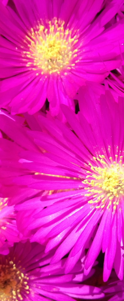 Mesembryanthemum