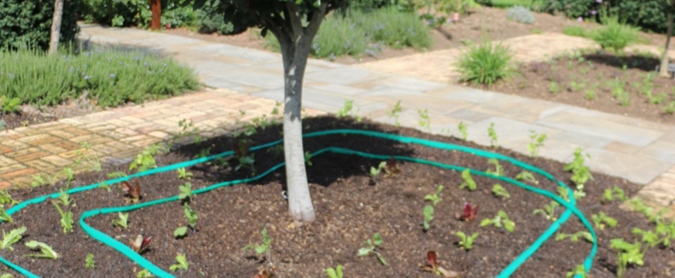Culinary Courtyard in our Edible Garden