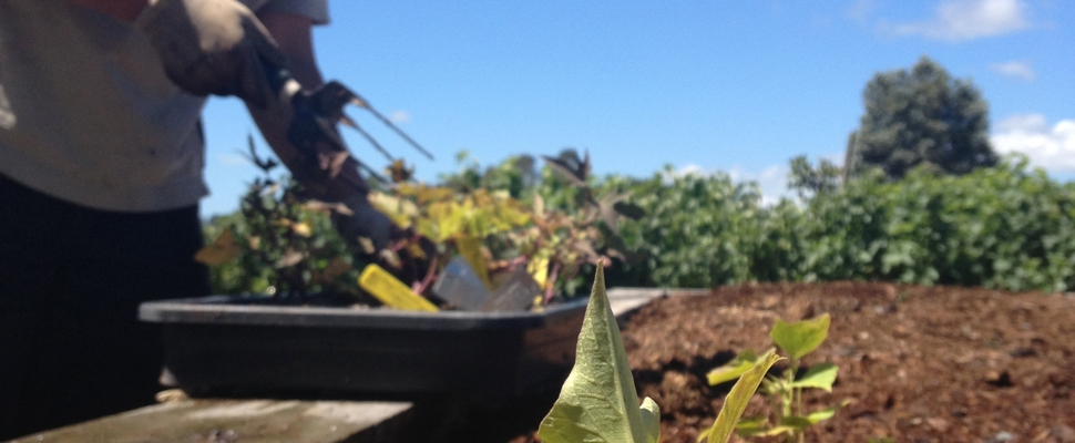 Kumara in the Edible Garden