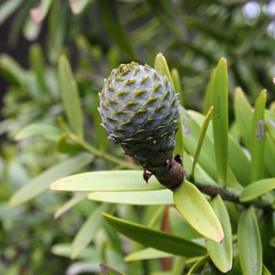 Agathis macrophylla cone