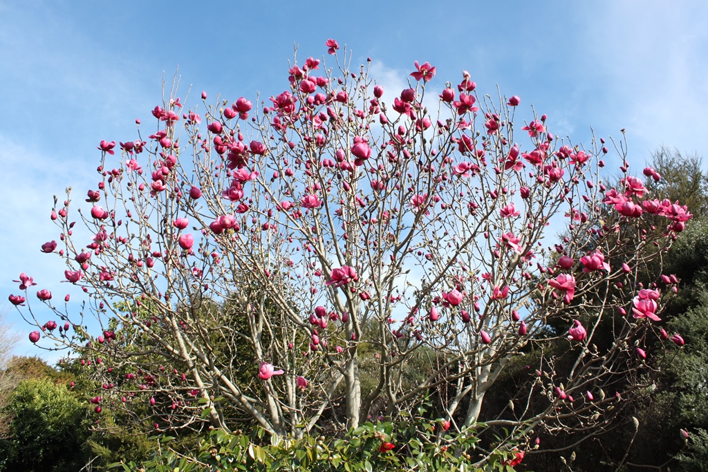 Magnolia 'Arabian Nights'