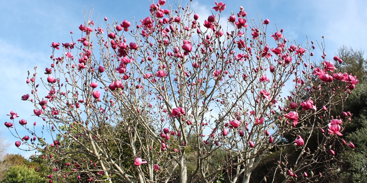 Magnolia 'Arabian Nights'