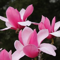 Magnolia Gardenimage