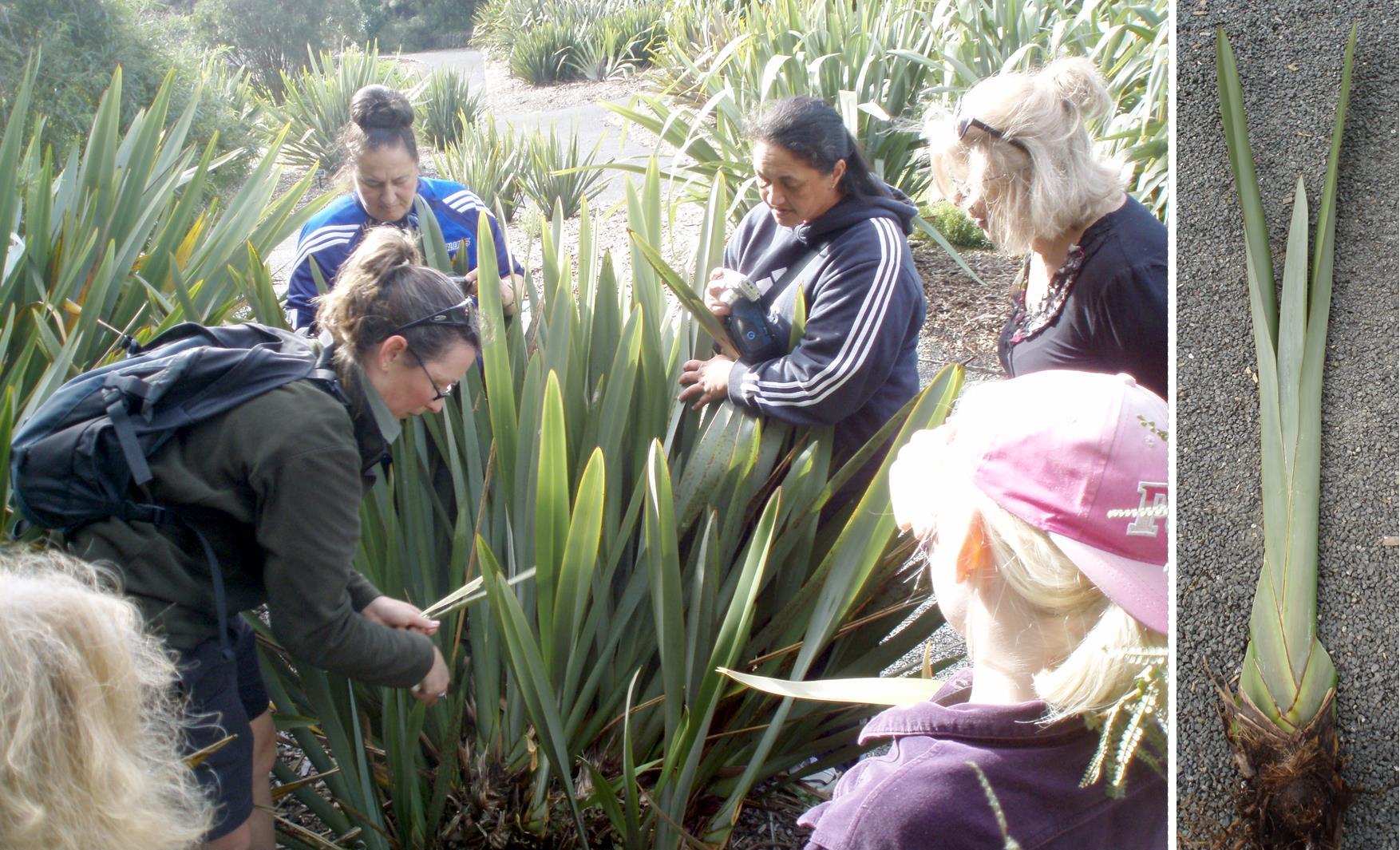 Harvesting harakeke - Auckland Botanic Gardens