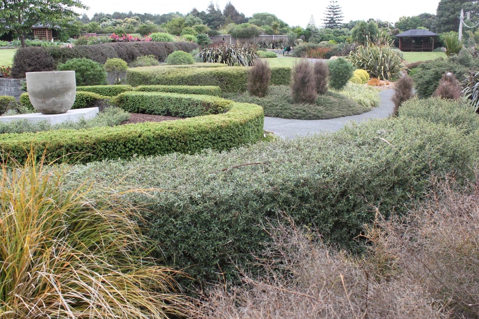 Native Plant Ideas - hedging examples