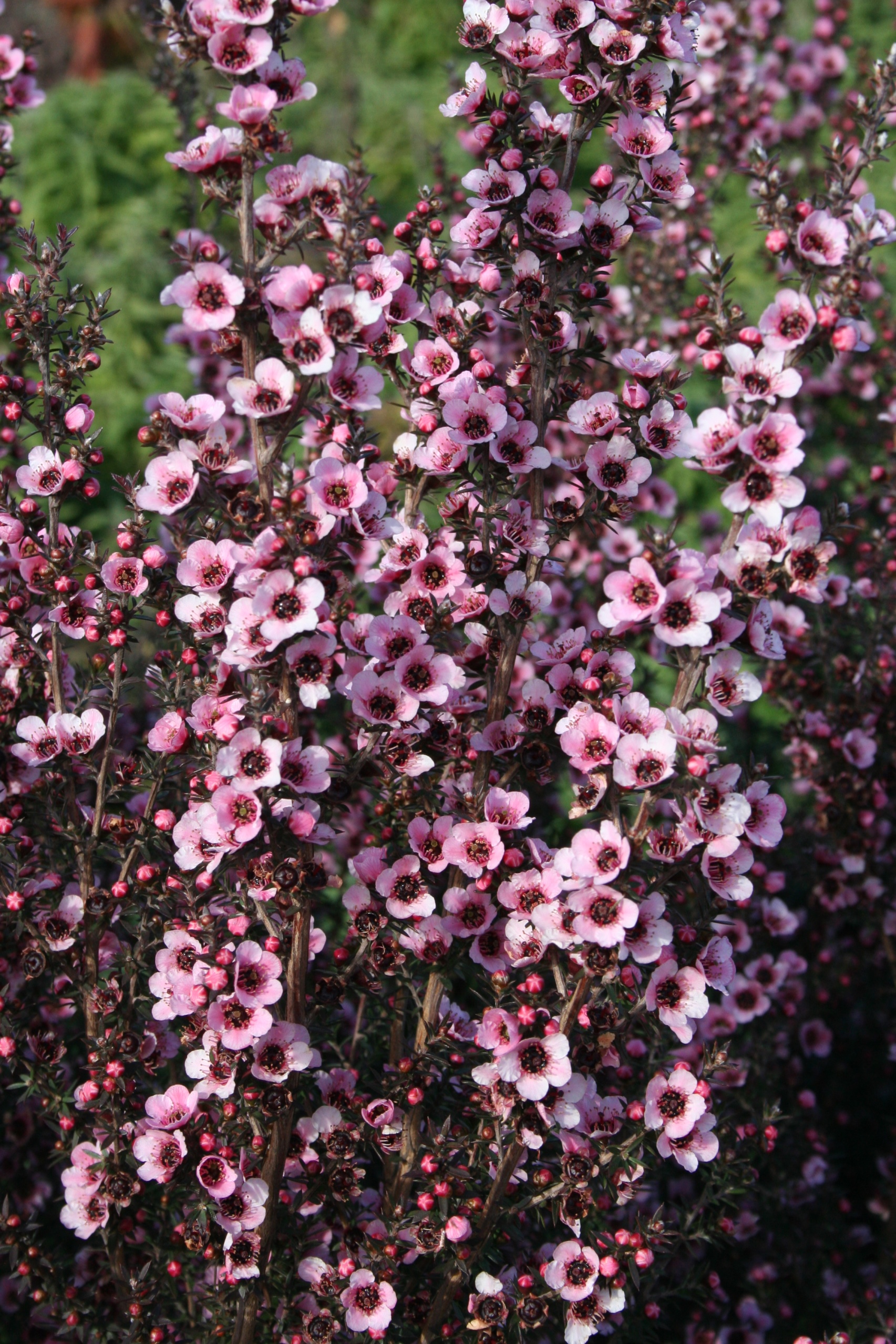 Leptospermum scoparium 'Wiri Sandra'