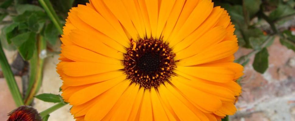 Calendula officinalis