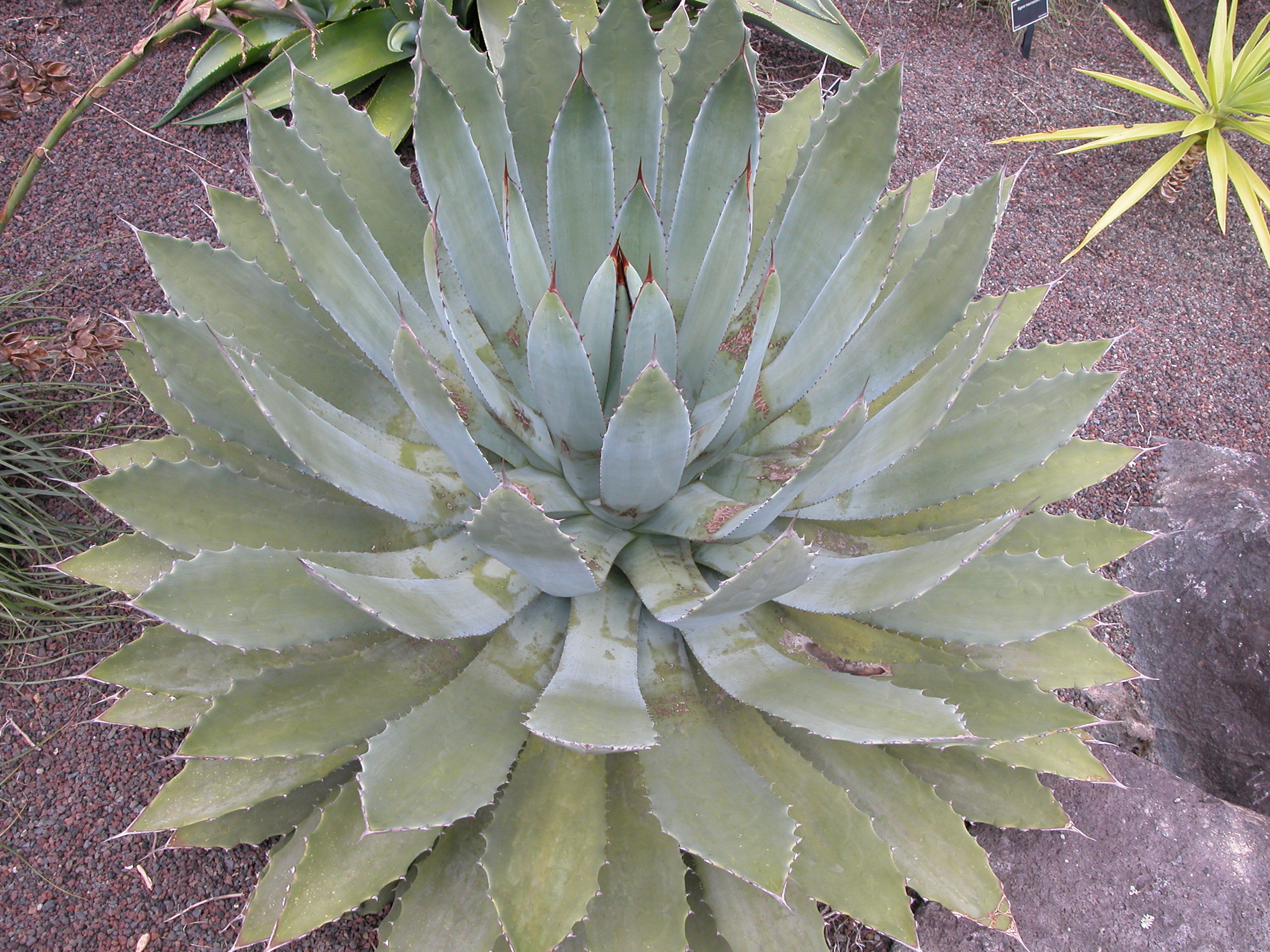 Agave guadalajarana