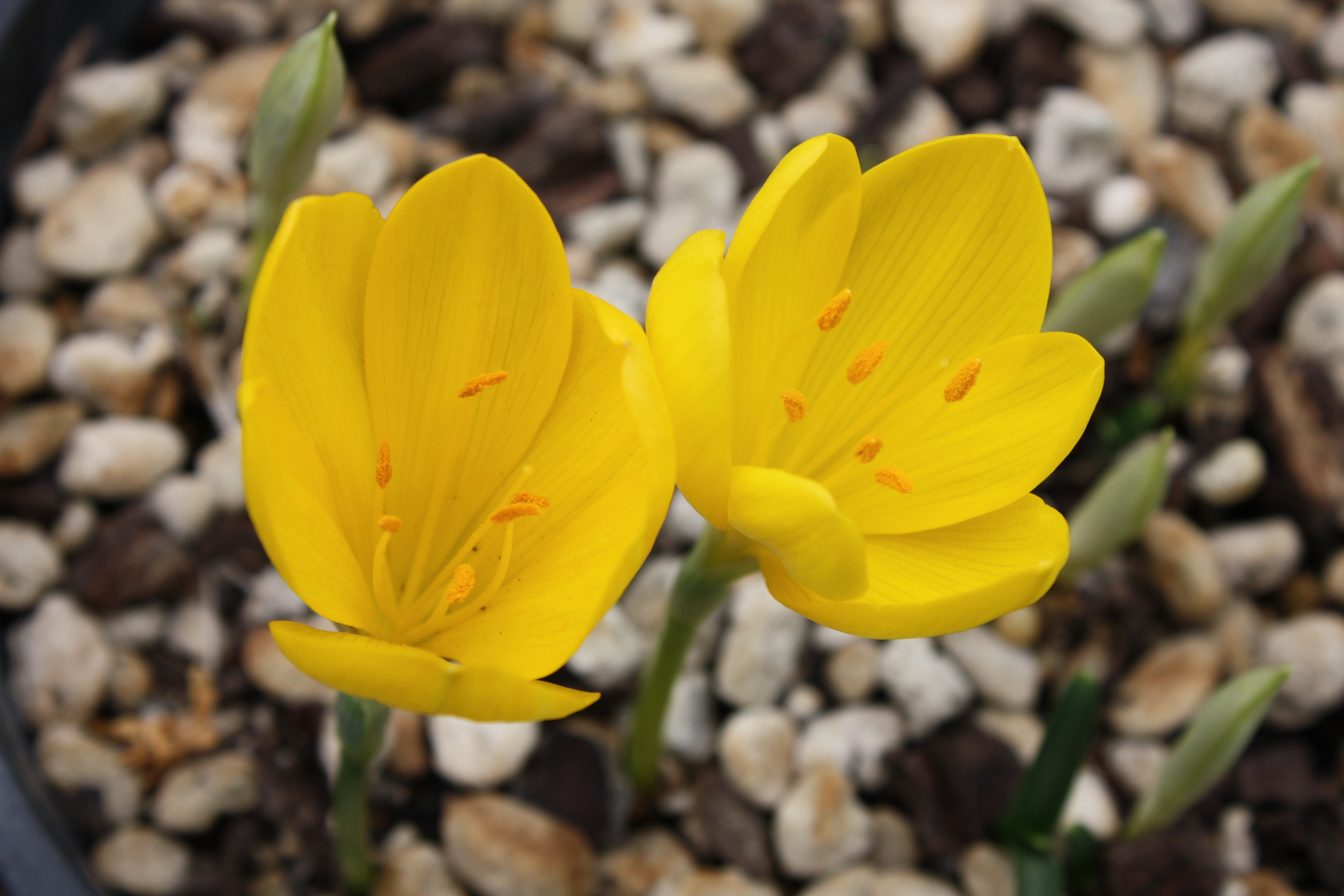 Sternbergia lutea