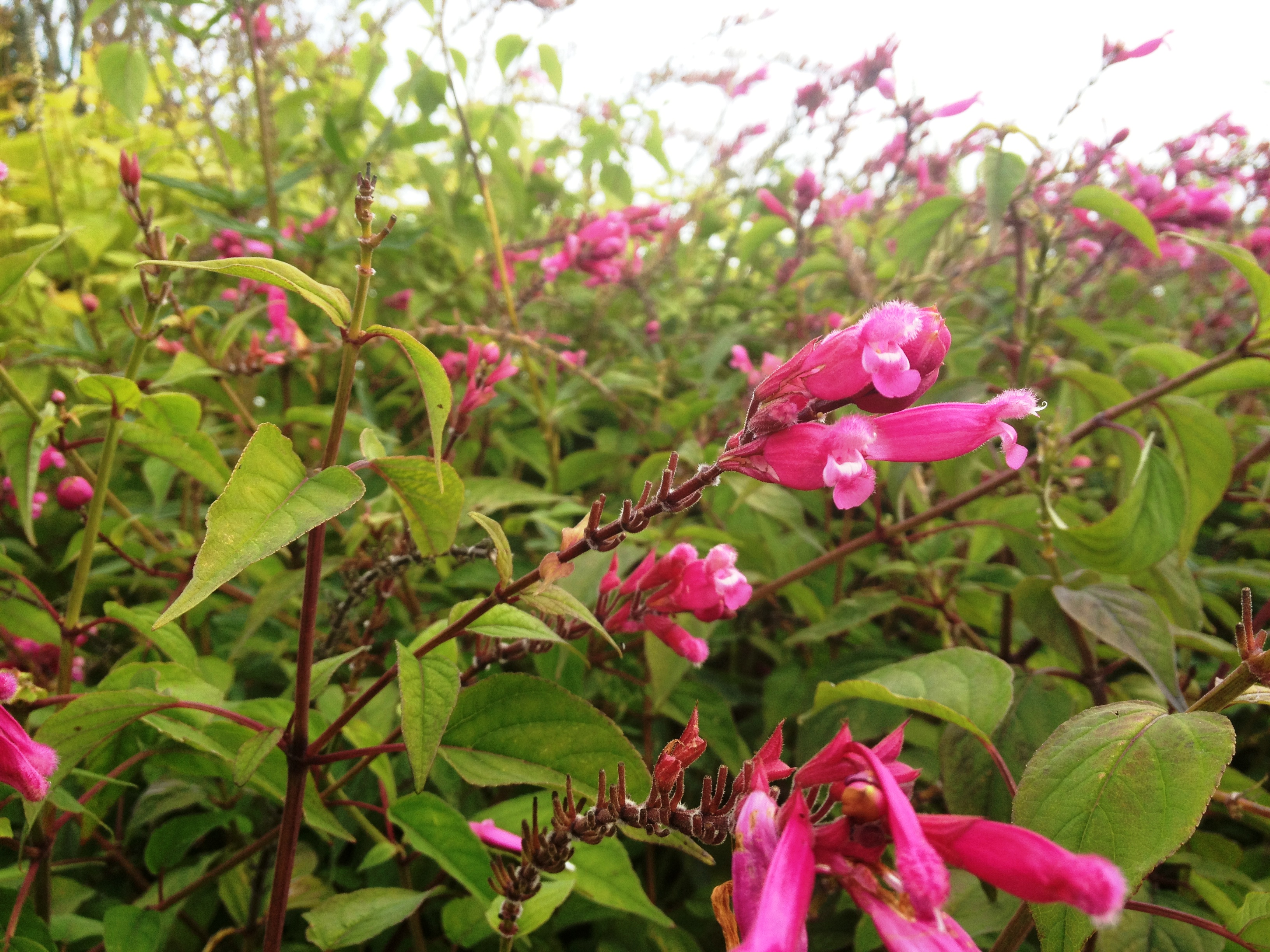 Salvia involucrata bethellii