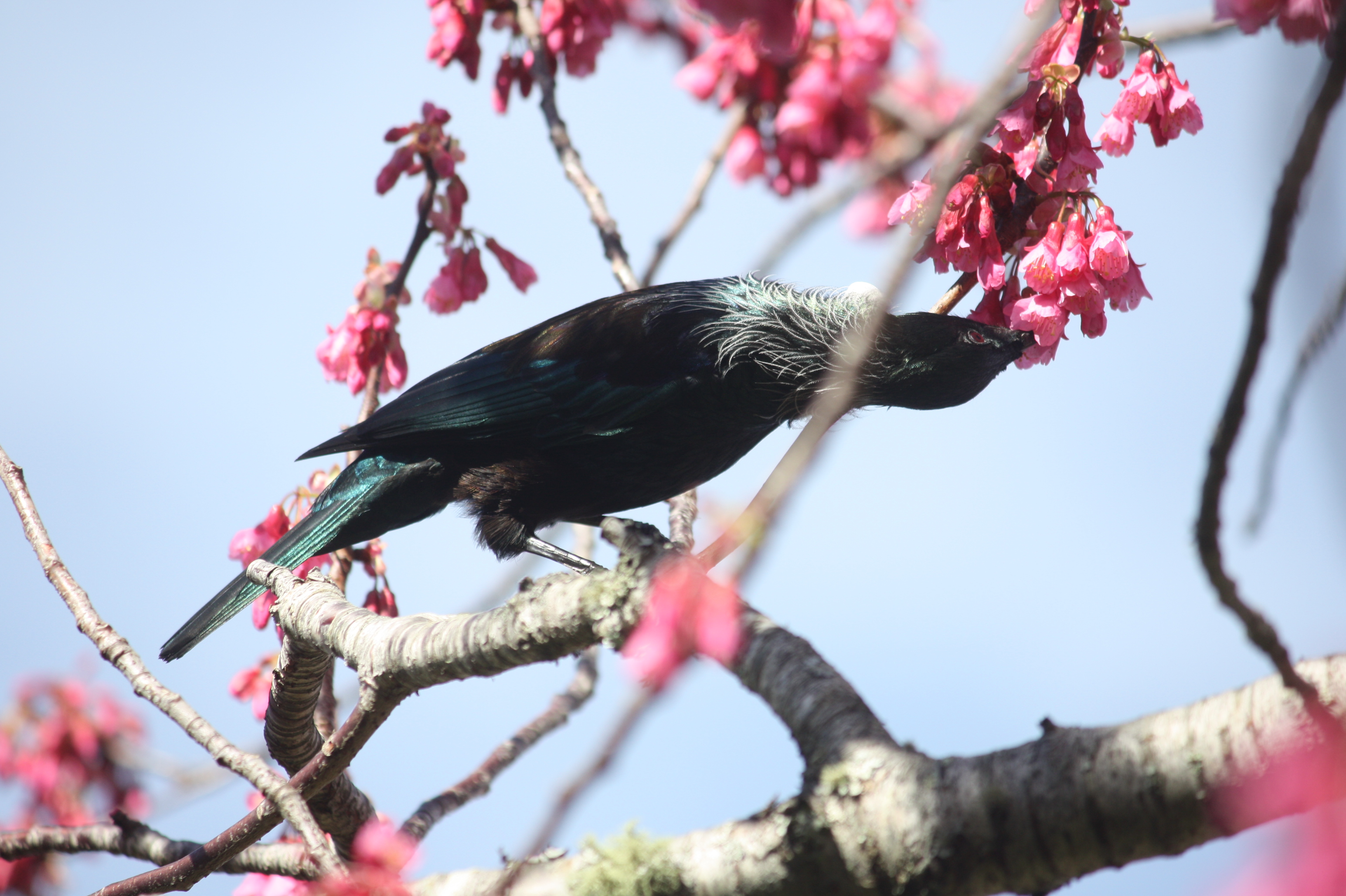 Tui feeding on spring blossom