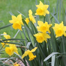 Narcissus 'Park Princess'