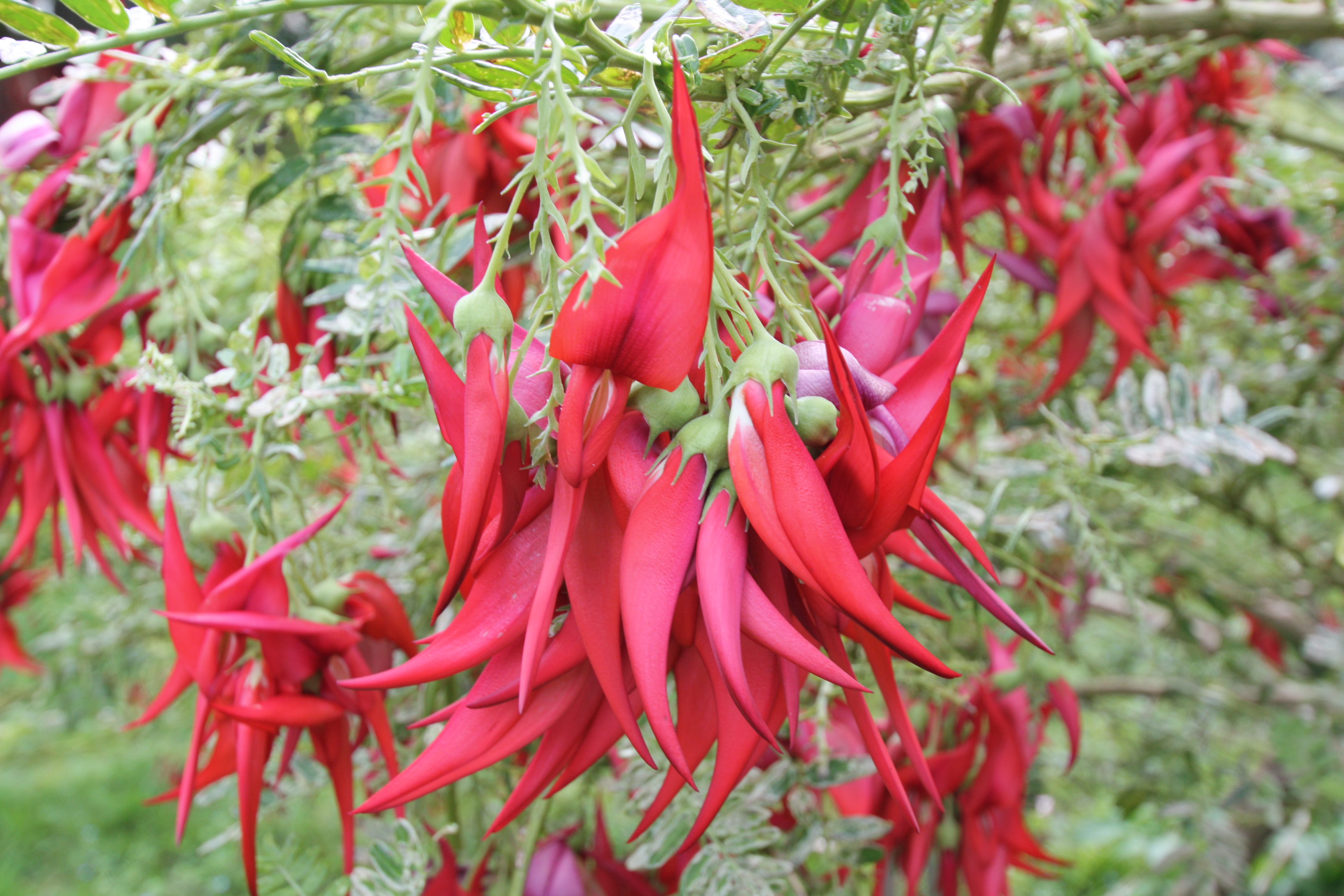 Clianthus puniceus