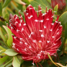 Protea 'Clarks Red'
