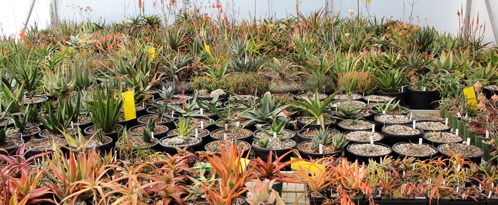 Aloe collection gifted to the Gardens 